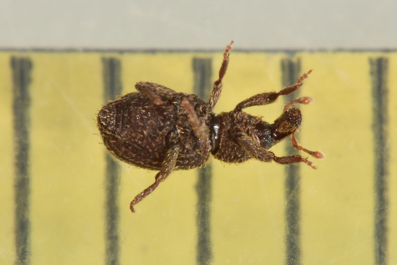 Curculionidae: Echinomorphus ravouxi